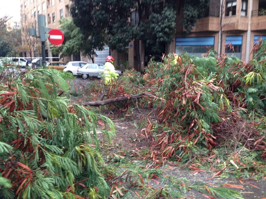 Fotos de la caída de un árbol en Gaspar Aguilar