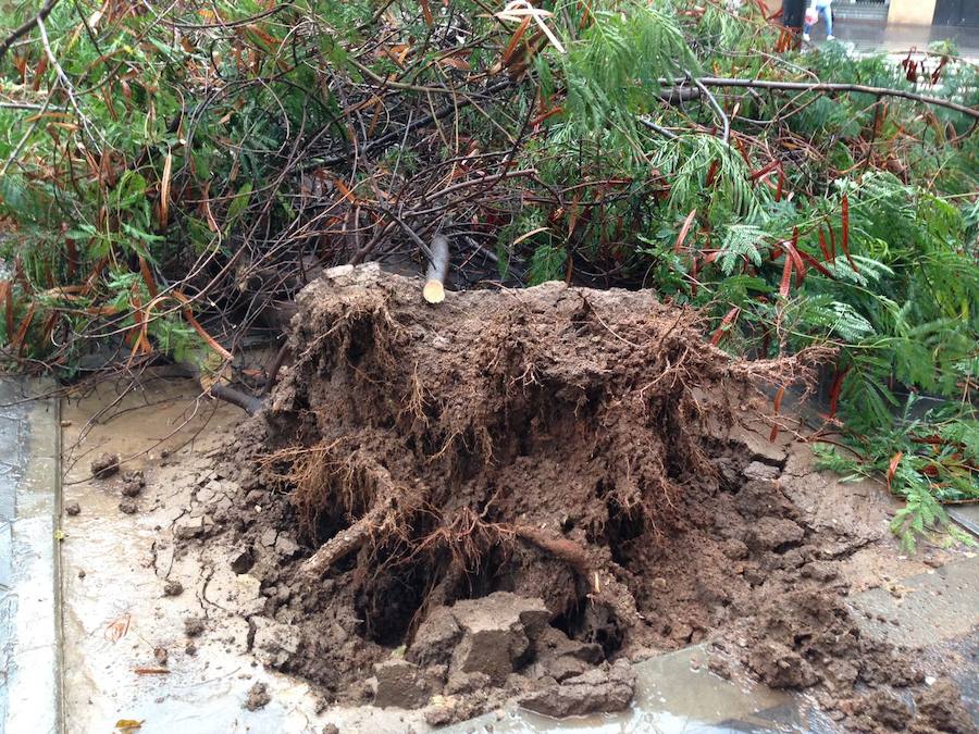 Fotos de la caída de un árbol en Gaspar Aguilar