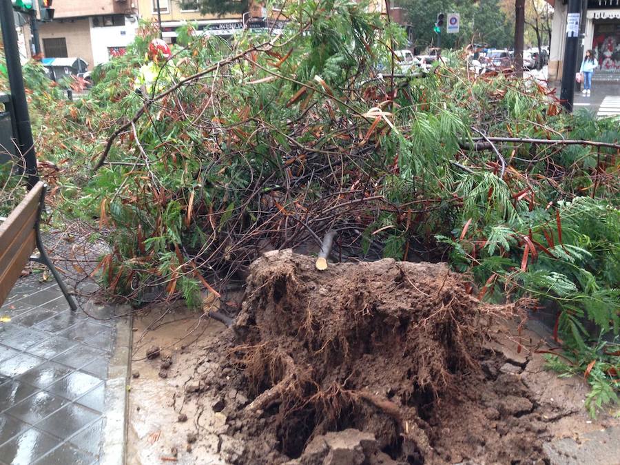 Fotos de la caída de un árbol en Gaspar Aguilar