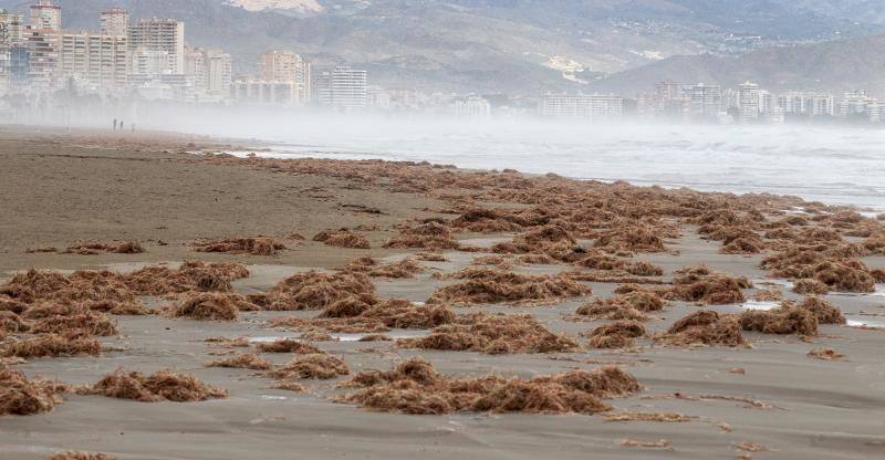 El temporal en la ciudad de Alicante. 