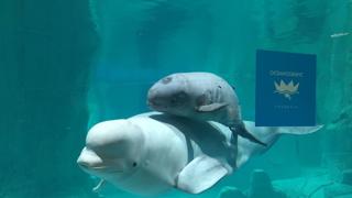 El Oceanogràfic de Valencia presenta a la cría de beluga con dos meses