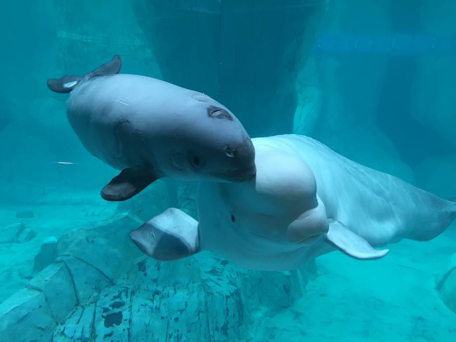 El Oceanogràfic de Valencia presenta a la cría de beluga con dos meses