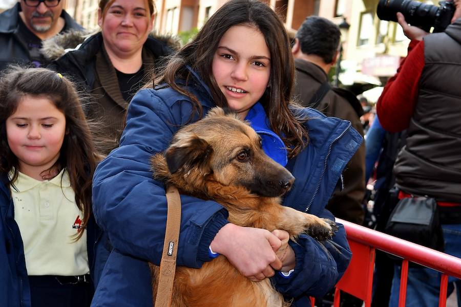 Fotos de la bendición de animales en Valencia durante la procesión de San Antonio Abad