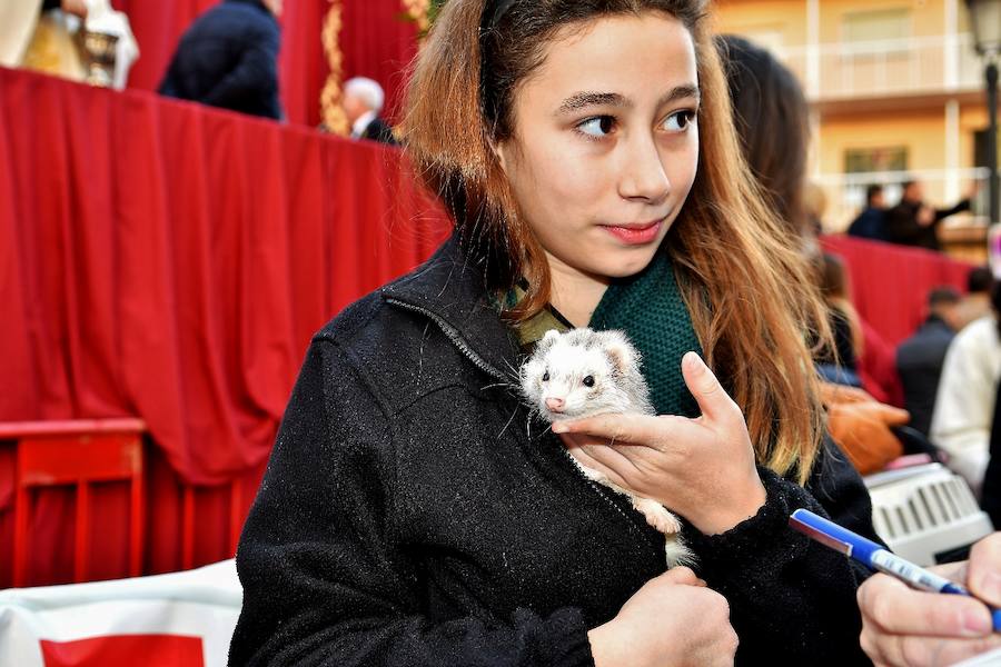 Fotos de la bendición de animales en Valencia durante la procesión de San Antonio Abad