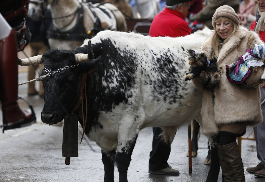 Fotos de la bendición de animales en Valencia durante la procesión de San Antonio Abad