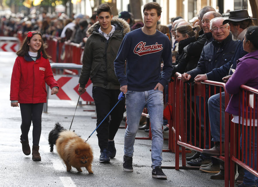 Fotos de la bendición de animales en Valencia durante la procesión de San Antonio Abad