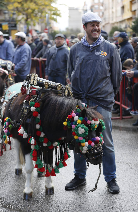 Fotos de la bendición de animales en Valencia durante la procesión de San Antonio Abad