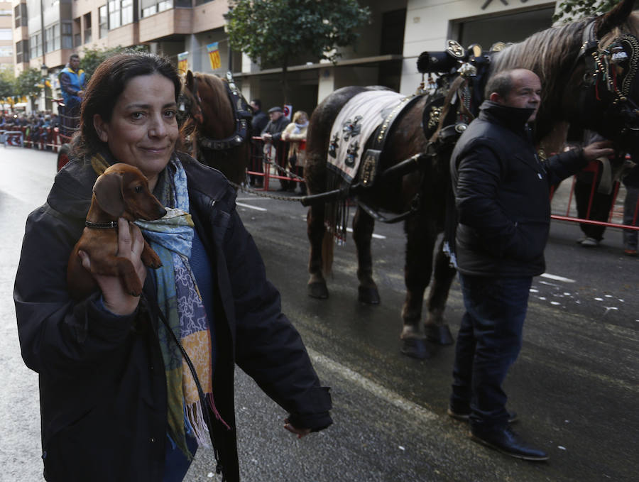 Fotos de la bendición de animales en Valencia durante la procesión de San Antonio Abad