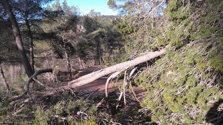 Situación límite en la reserva de Valdeserrillas