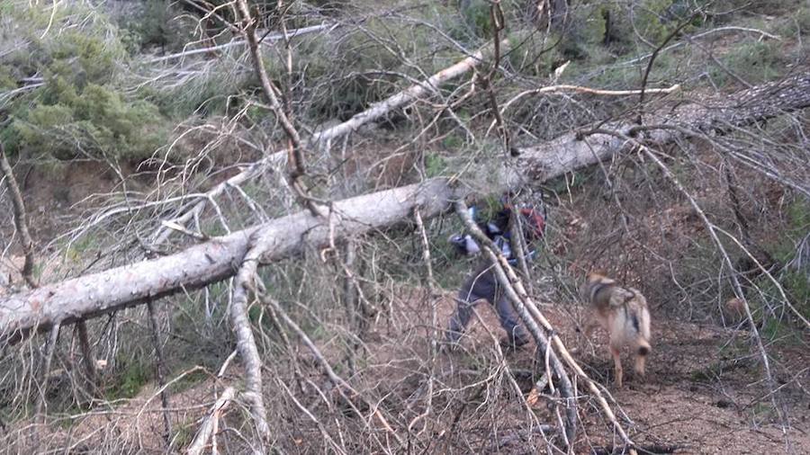 Situación límite en la reserva de Valdeserrillas