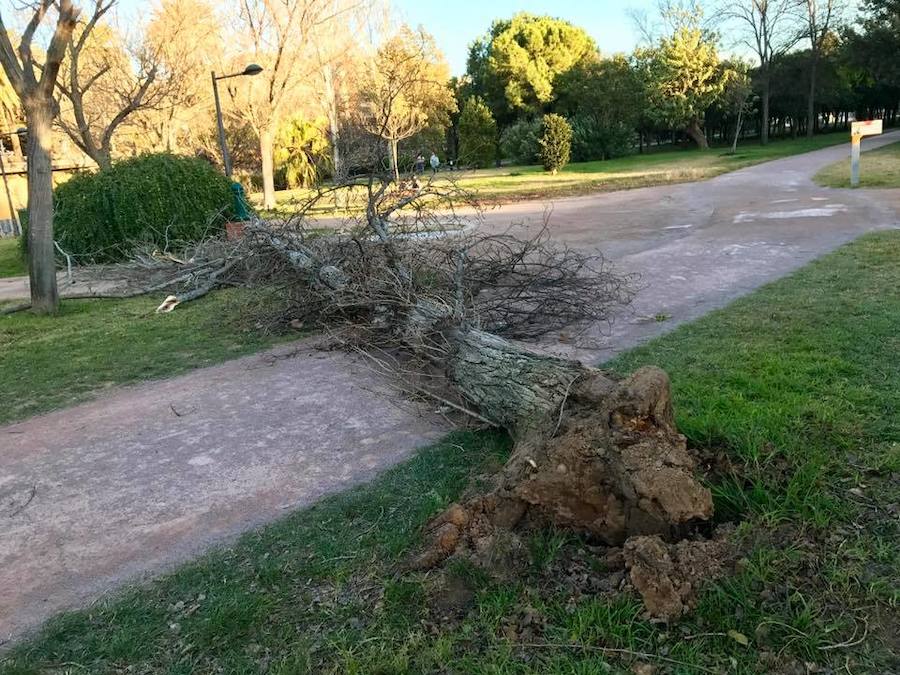 Árboles caídos en el antiguo cauce del río Turia (Valencia).