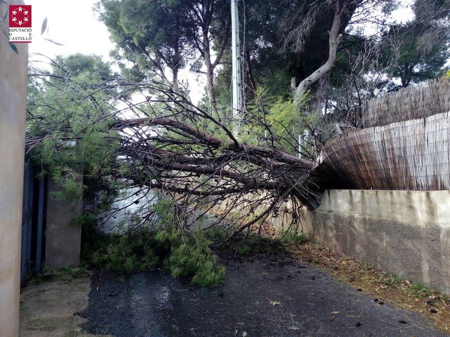 Árbol caído en Castellón.