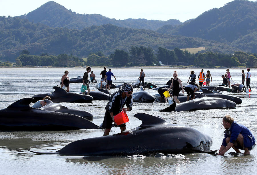 Fotos de las ballenas varadas en la Bahía de Oro