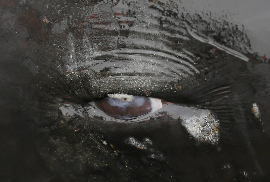 Fotos de las ballenas varadas en la Bahía de Oro