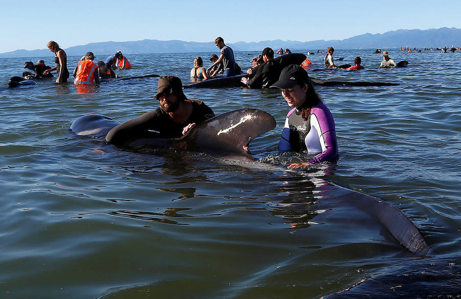 Fotos de las ballenas varadas en la Bahía de Oro