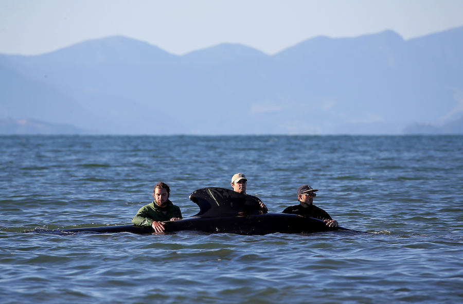 Fotos de las ballenas varadas en la Bahía de Oro