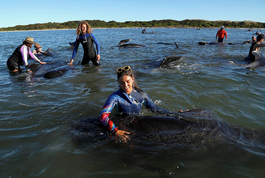 Fotos de las ballenas varadas en la Bahía de Oro