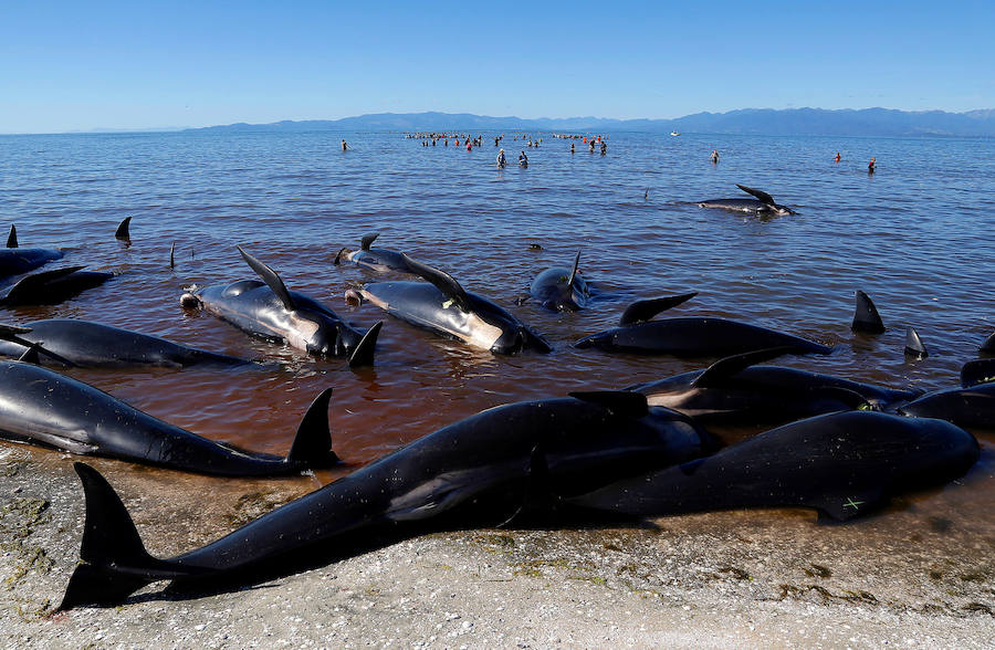 Fotos de las ballenas varadas en la Bahía de Oro