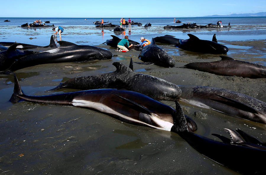 Fotos de las ballenas varadas en la Bahía de Oro