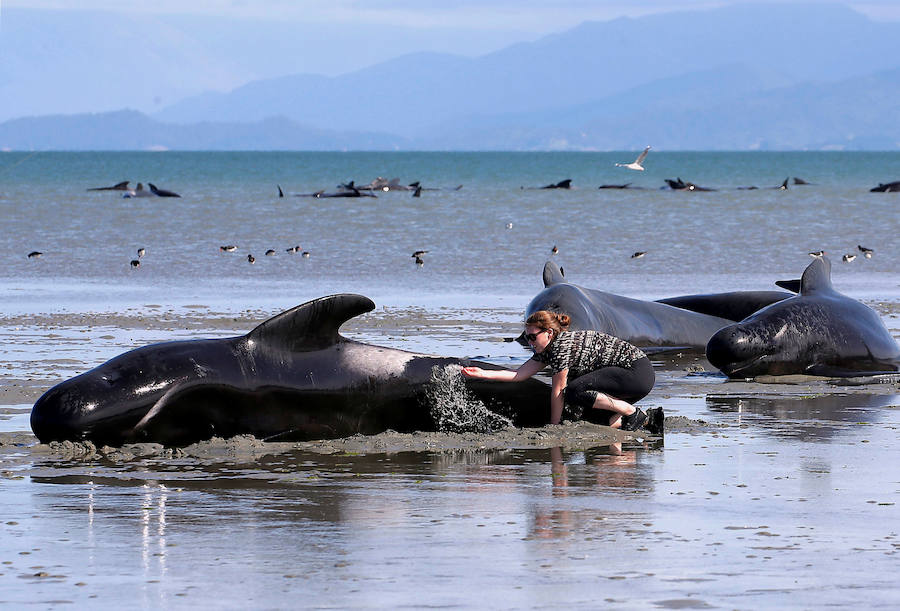 Fotos de las ballenas varadas en la Bahía de Oro