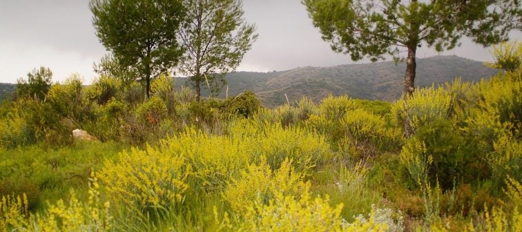 Sierra Perenxisa, Torrent