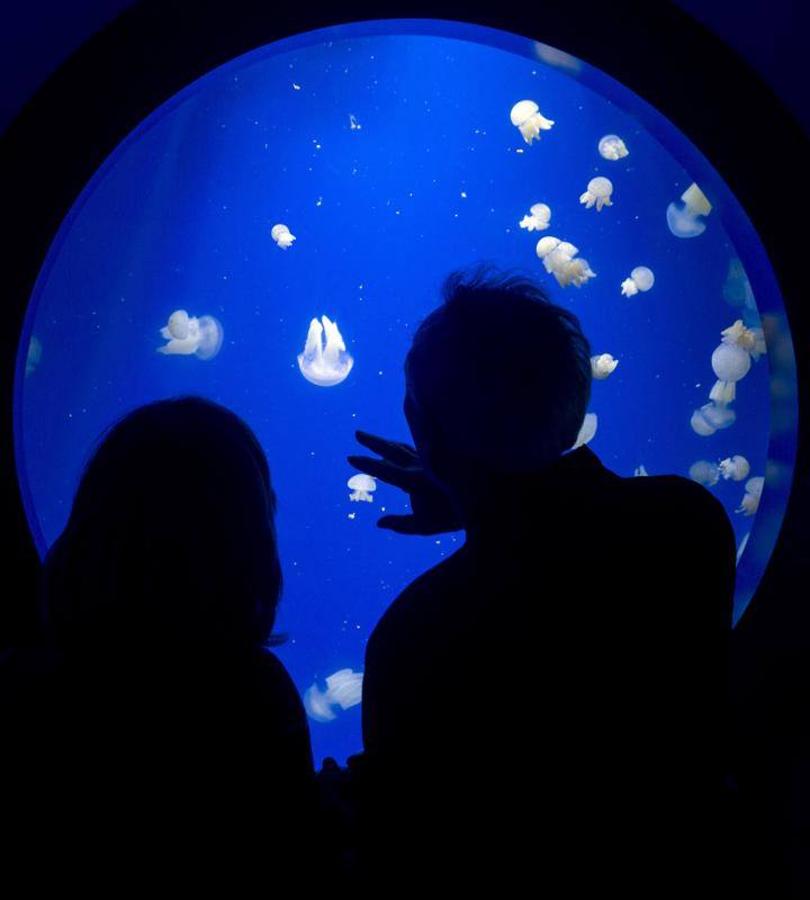 Fotos de la exposición &#039;Medusas como jamás se habían visto&#039; en l&#039;Oceanogràfic de Valencia