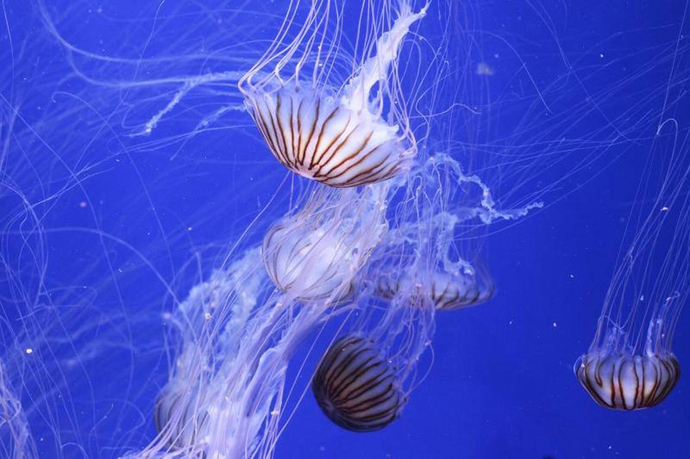 Fotos de la exposición &#039;Medusas como jamás se habían visto&#039; en l&#039;Oceanogràfic de Valencia