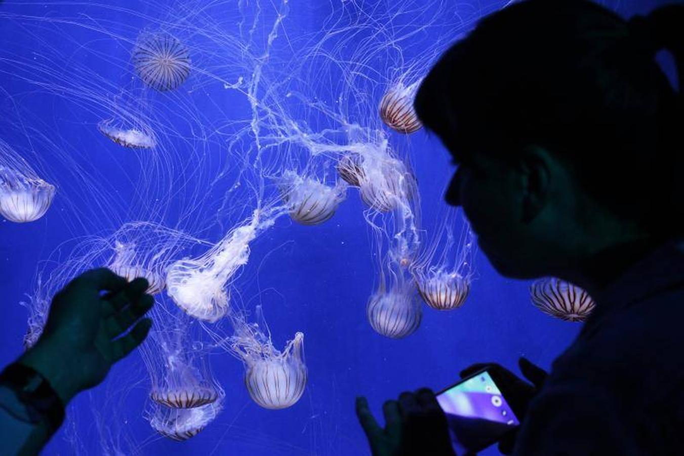 Fotos de la exposición &#039;Medusas como jamás se habían visto&#039; en l&#039;Oceanogràfic de Valencia