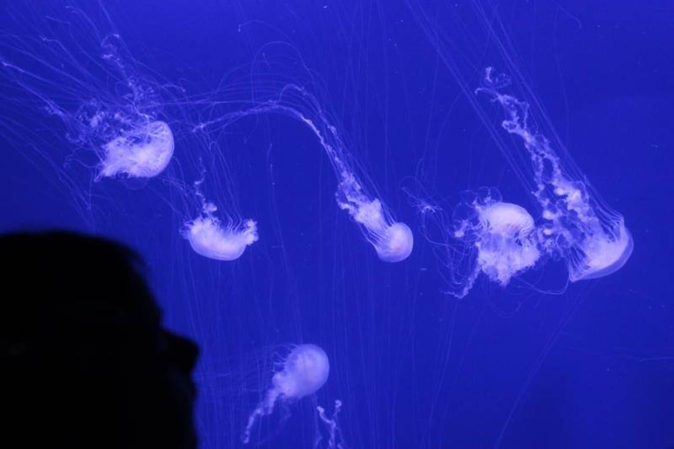 Fotos de la exposición &#039;Medusas como jamás se habían visto&#039; en l&#039;Oceanogràfic de Valencia