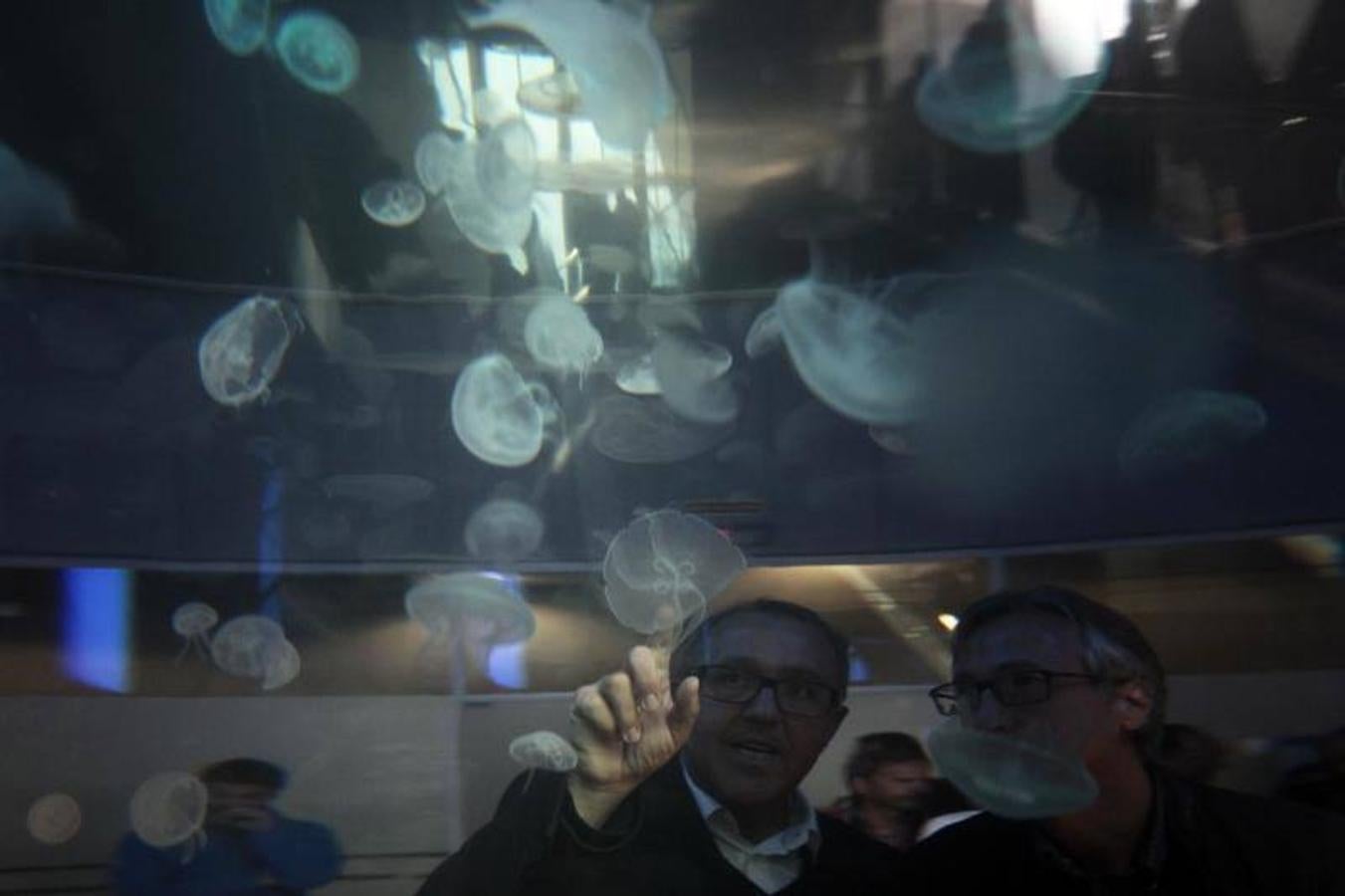 Fotos de la exposición &#039;Medusas como jamás se habían visto&#039; en l&#039;Oceanogràfic de Valencia