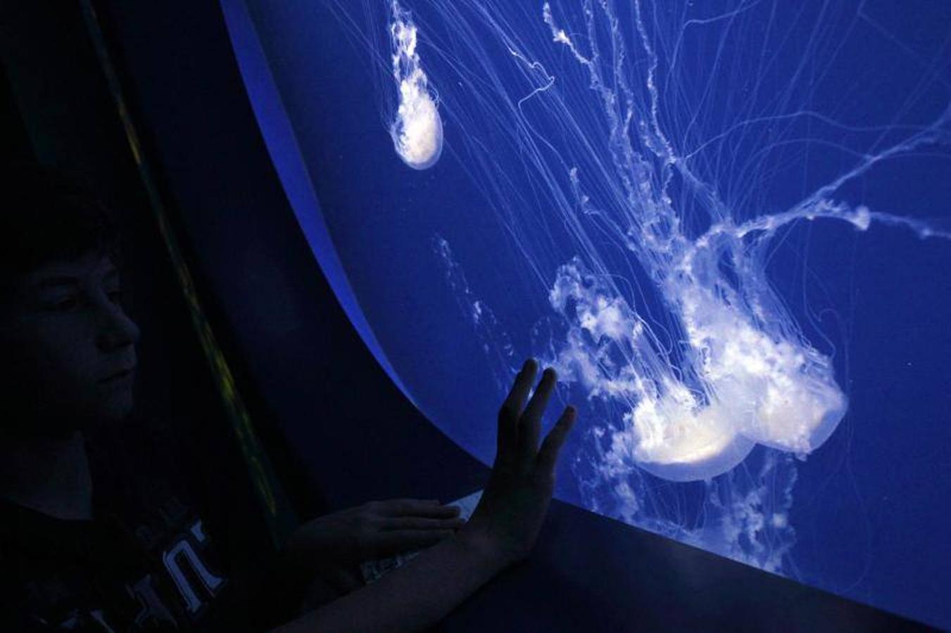 Fotos de la exposición &#039;Medusas como jamás se habían visto&#039; en l&#039;Oceanogràfic de Valencia