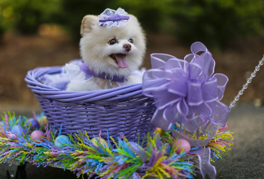 Fotos de los perros más graciosos del desfile anual de Pascua de Georgia