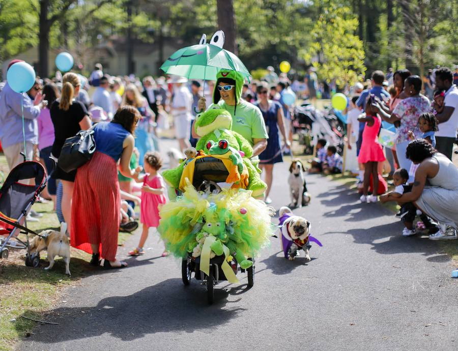 Fotos de los perros más graciosos del desfile anual de Pascua de Georgia