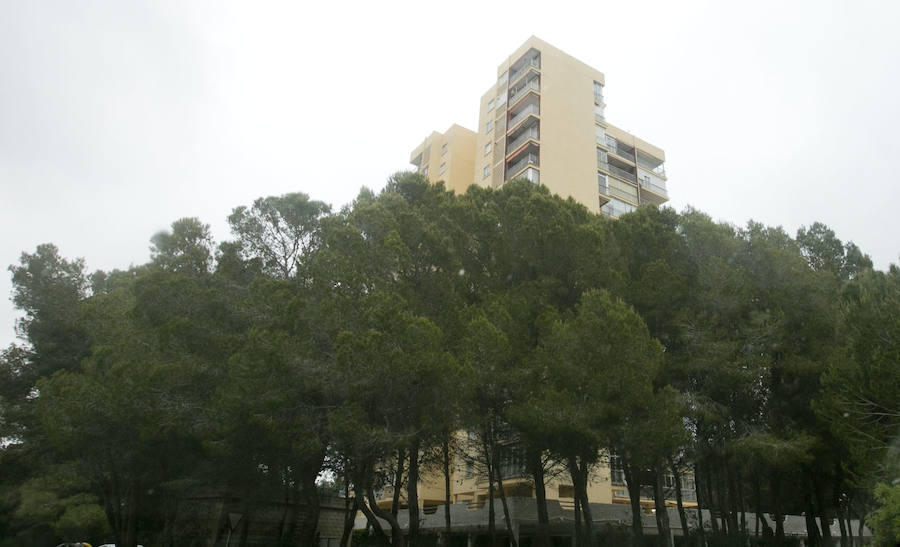 Fotos de la masa forestal en El Saler