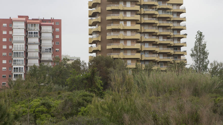 Fotos de la masa forestal en El Saler