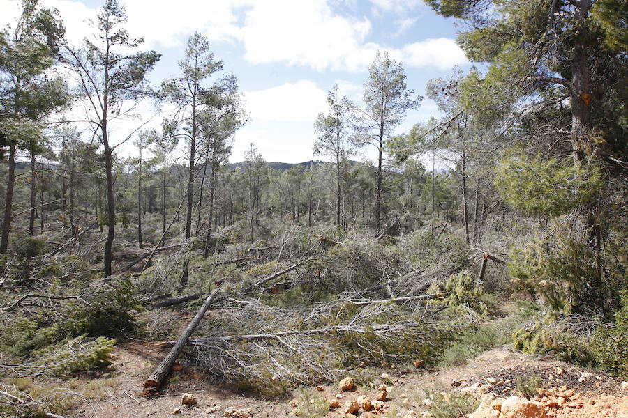 Fotos de la pinada de Utiel tras el temporal de invierno