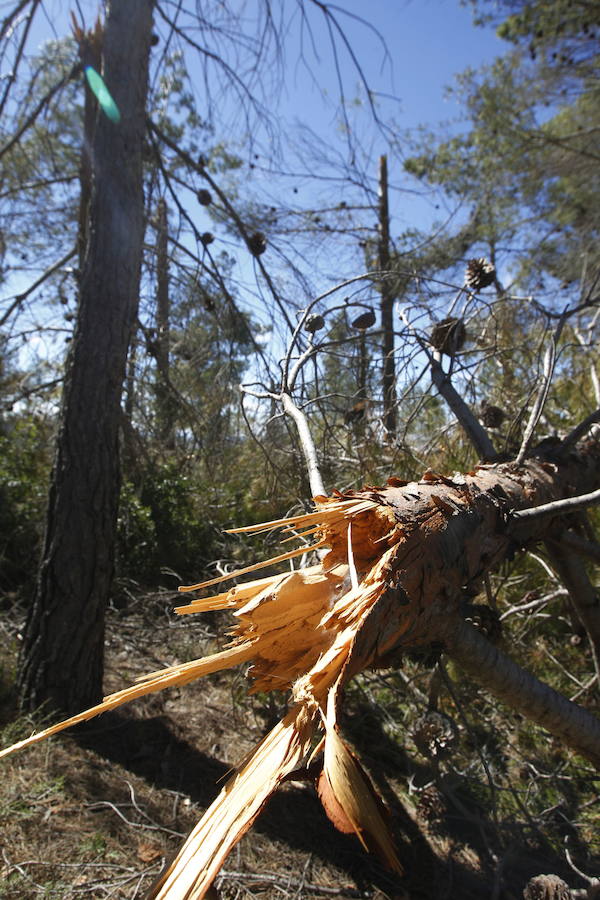 Fotos de la pinada de Utiel tras el temporal de invierno