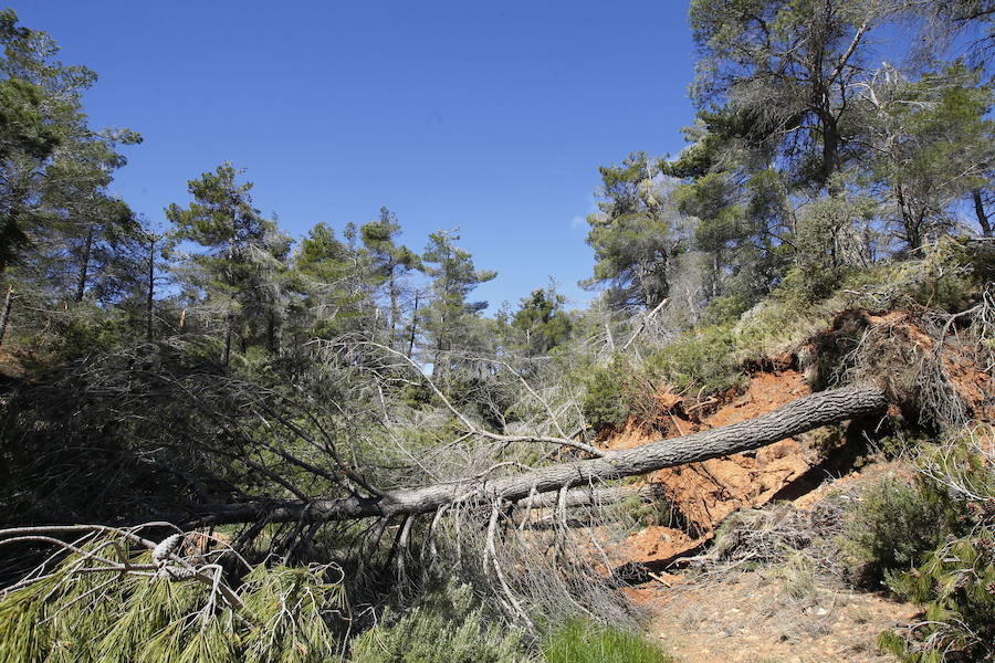 Fotos de la pinada de Utiel tras el temporal de invierno