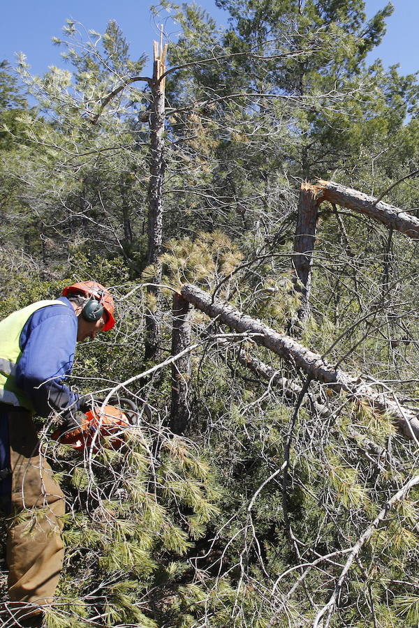 Fotos de la pinada de Utiel tras el temporal de invierno