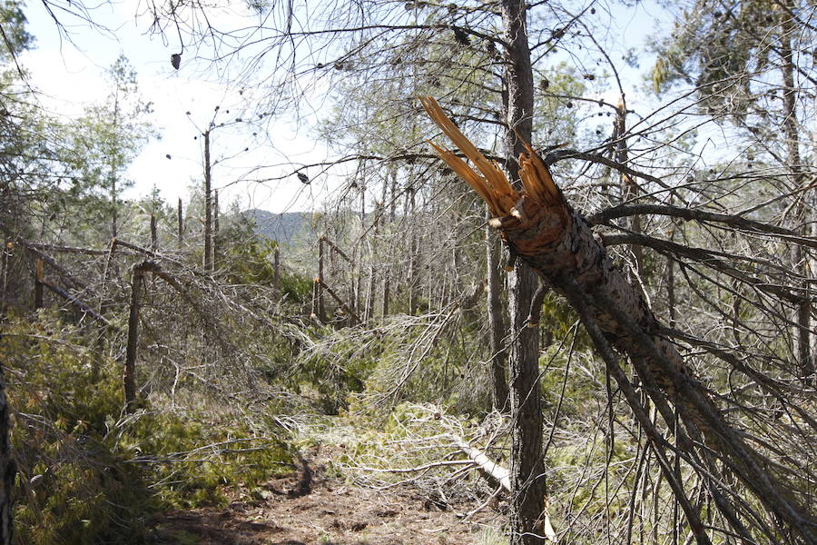 Fotos de la pinada de Utiel tras el temporal de invierno