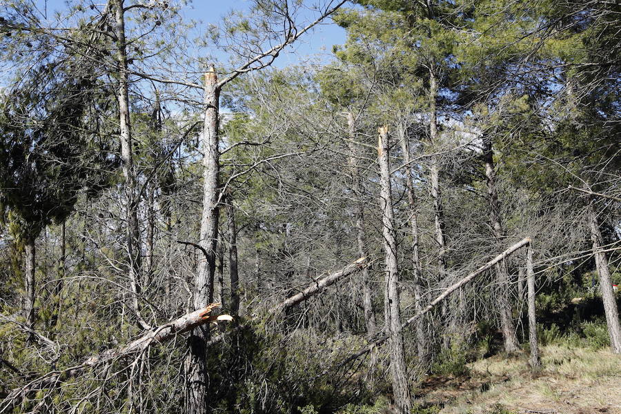 Fotos de la pinada de Utiel tras el temporal de invierno