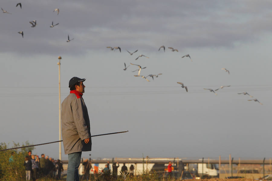 Fotos de la suelta de 70.000 palomas mensajeras de la Federación Portuguesa de Colombofilia