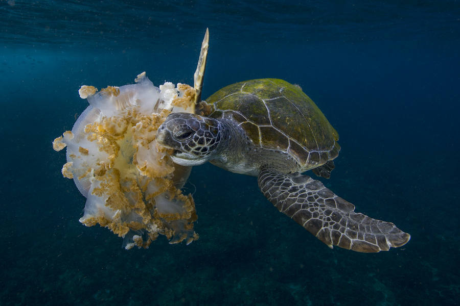 Fotos de &#039;showcooking&#039; con medusas en el Oceanogràfic de Valencia