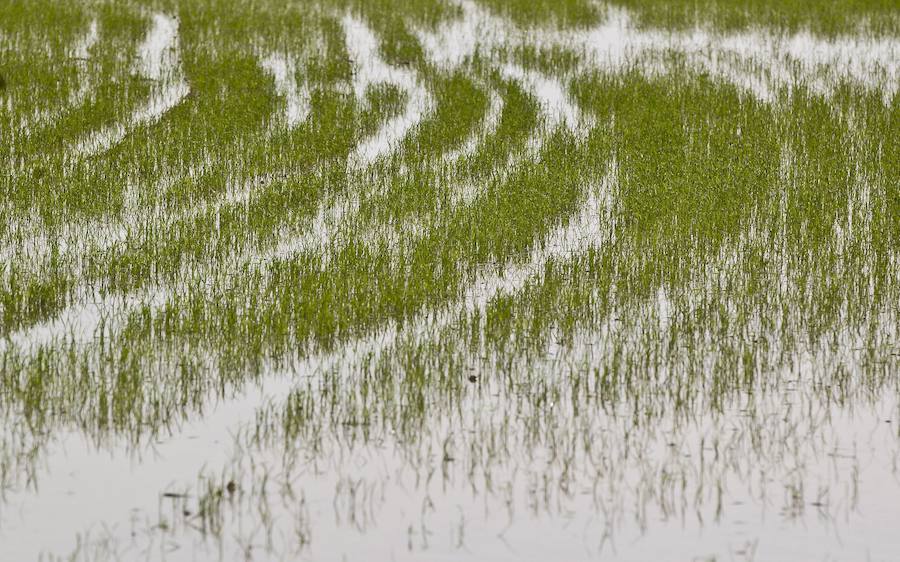 Fotos de la Devesa-Albufera de Valencia