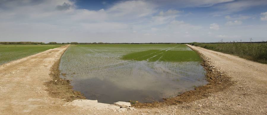 Fotos de la Devesa-Albufera de Valencia