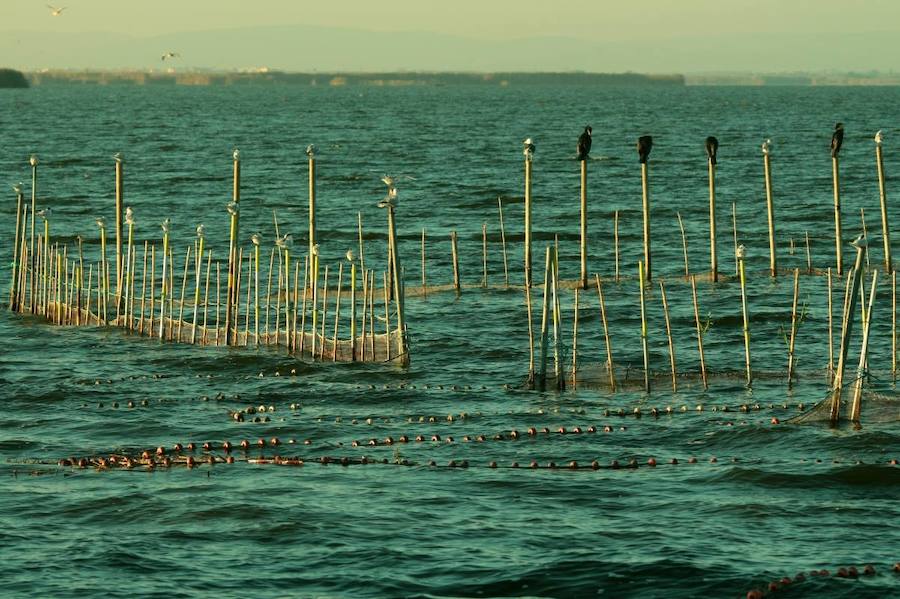 Fotos de la Devesa-Albufera de Valencia