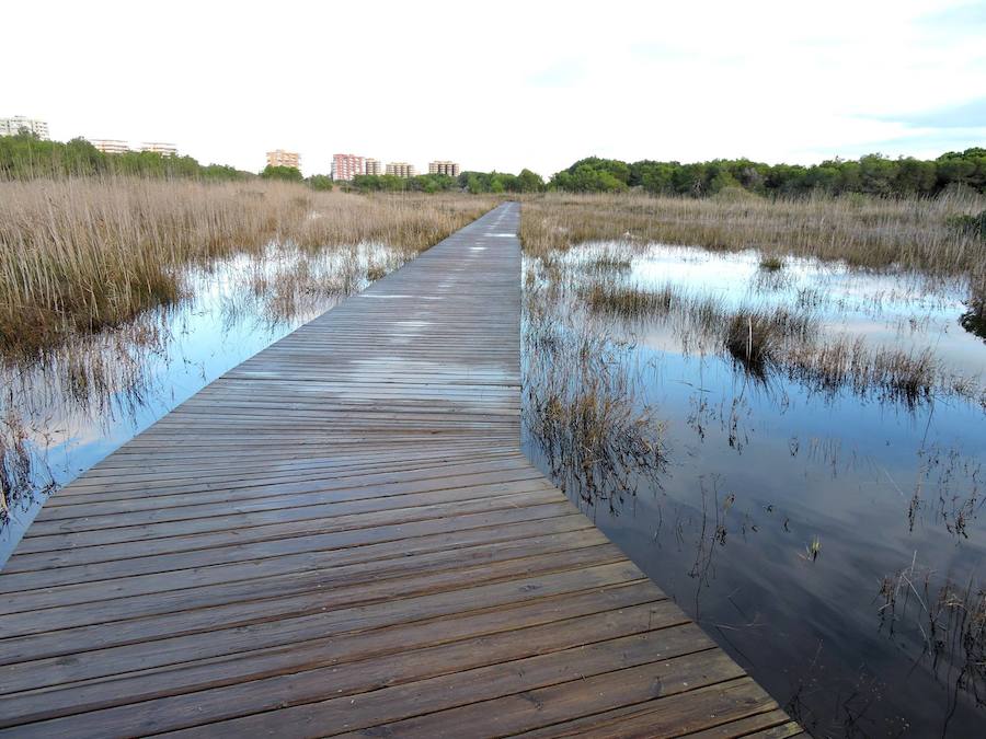 Fotos de la Devesa-Albufera de Valencia