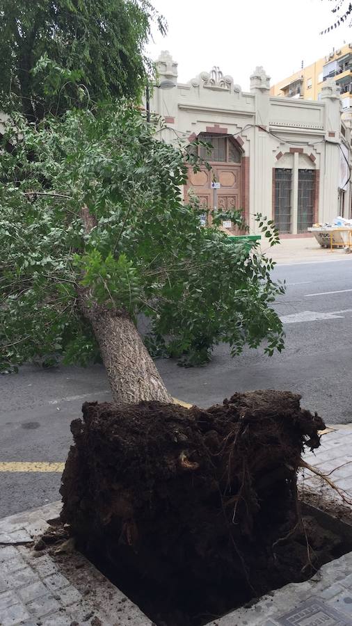 Fotos del árbol caído en la avenida Burjassot de Valencia