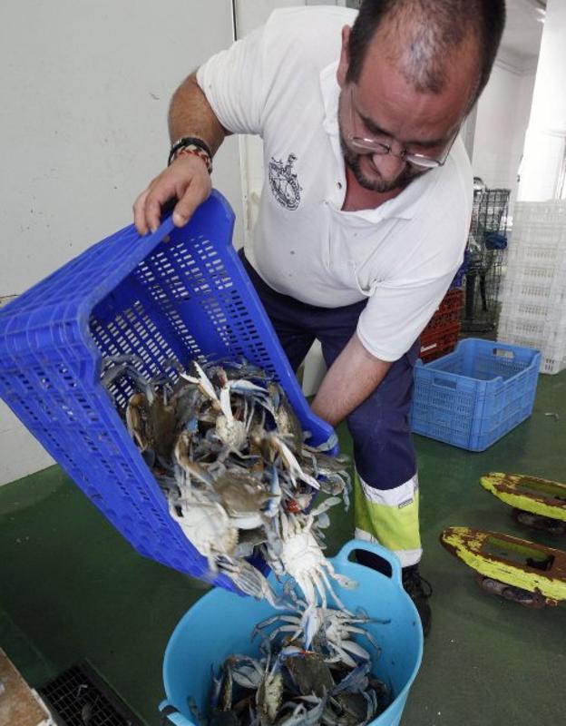 El cangrejo azul, de invasor de la Albufera a manjar | Las Provincias