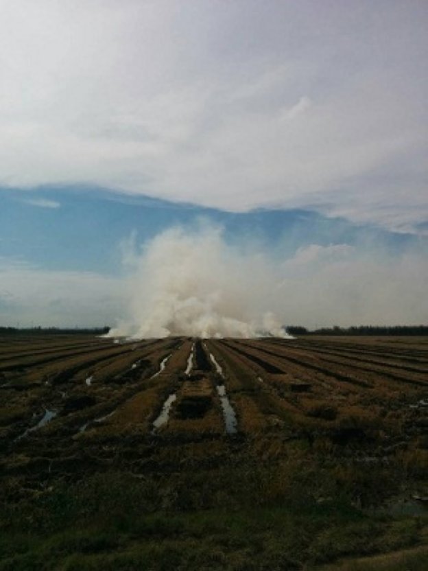 Humareda por la quema de paja en un campo de arroz. 